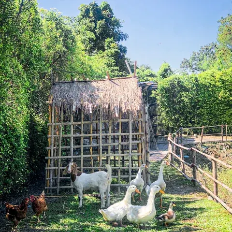 Goats and geese beside their bamboo shelter at Beaver Club